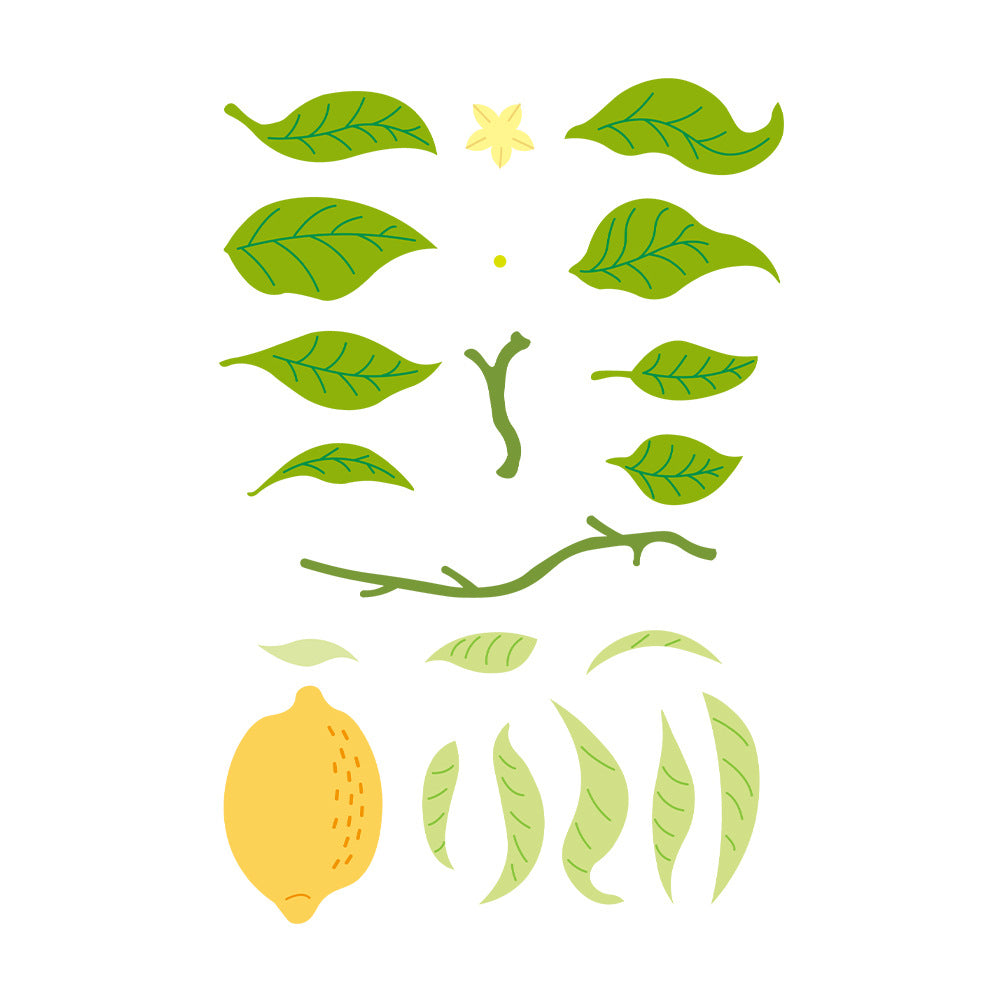Fresh Lemon Metal Cutting Dies
